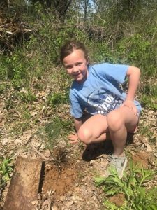 Anna Six, Trinity Lutheran, plants a white pine seedling.