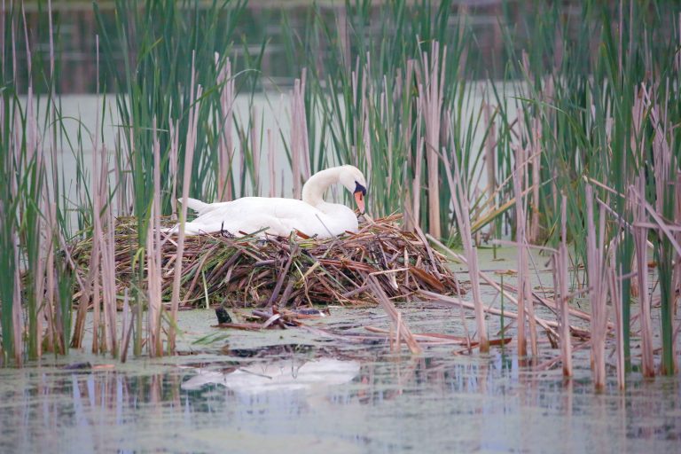 Nesting swan