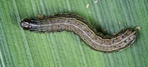 Fall Armyworm