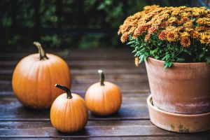 Fall Mums