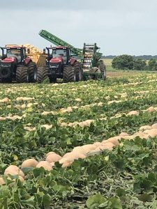 Pumpkin Harvest