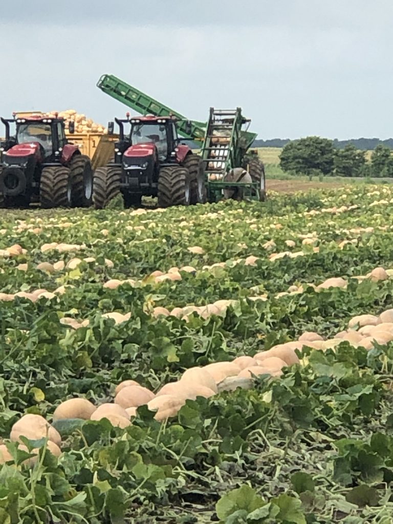 Pumpkin Harvest