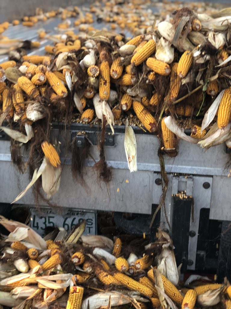 Seed corn