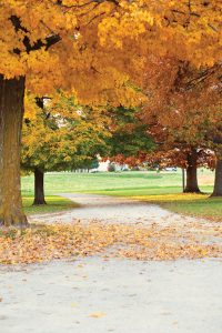 Fall Leaves