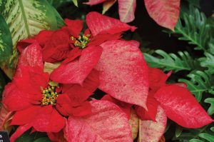Poinsettia