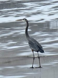 This Great Blue Heron was at the Beardstown Marina Saturday, checking out the fishing opportunities.  Photo by Nick Krohe