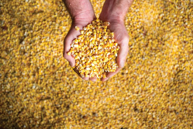 Corn