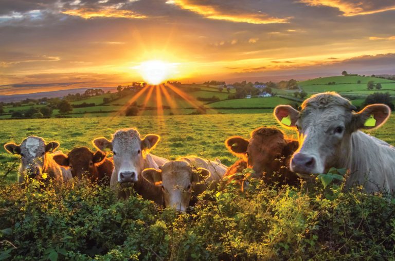 Livestock