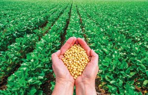 Soybeans