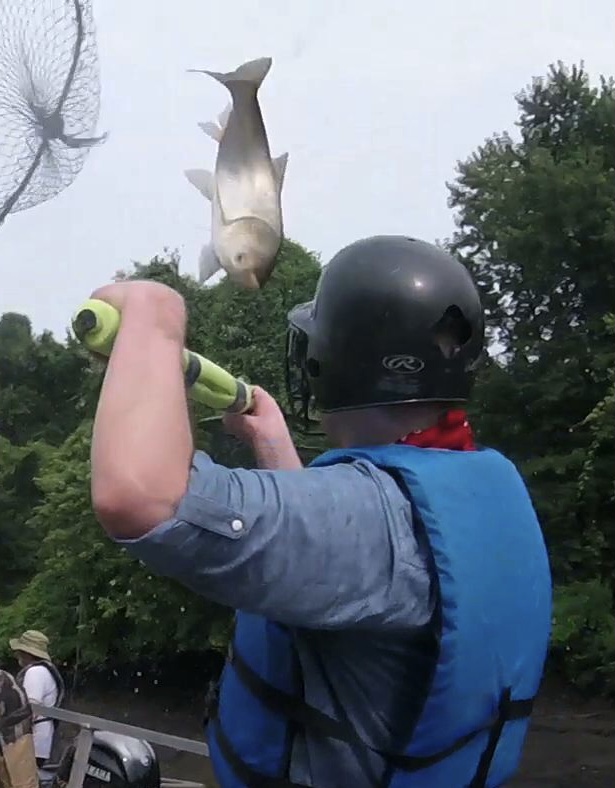 Flying carp
