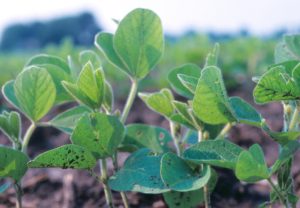 Soybeans