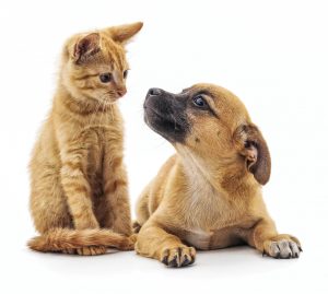 Cat & Dog