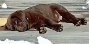 Walker was just a puppy when he first visited our house on Feb. 7, 2010. It was then we discovered he loved to be outside in cold weather, especially if there was snow. On that February day 13 years ago, he was content to nap on our deck. (Leigh Morris photo)