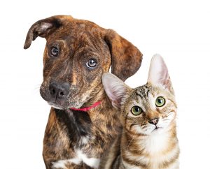 pets