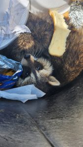 This little fella, along with two of his siblings, was hiding in a trash can at Roy Roberts Park last Saturday Photo by Jaime Chapman
