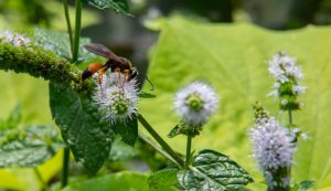 Great golden digger wasps act as pollinators and help control populations of katydids and crickets. Photo by Ken Johnson, University of Illinois Extension.