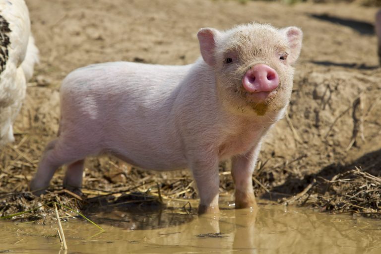 Little Piglet
