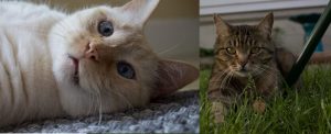 Nico (left) & Mr. Binx