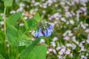 Virginia bluebells produce attractive foliage and flowers and are a great addition to shade gardens.