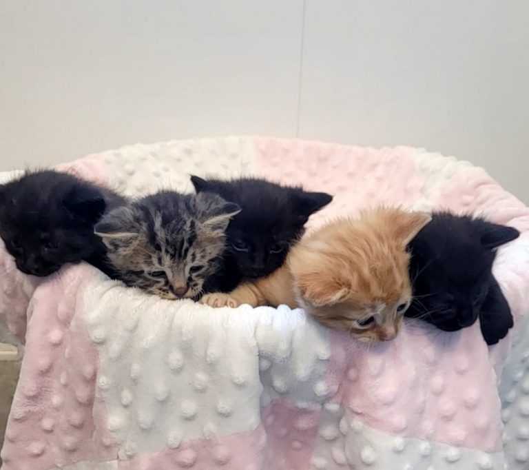 Kittens