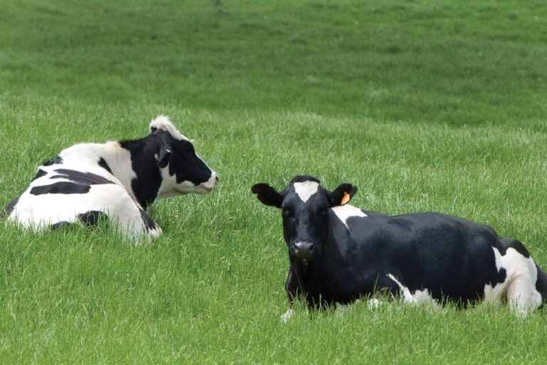 Cows sitting in field