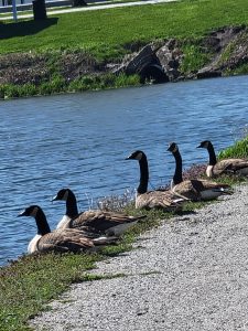 A gaggle of geese sun themselves beside the water next to the soccer fields at the Beardstown Park District. Photo by Nick Krohe