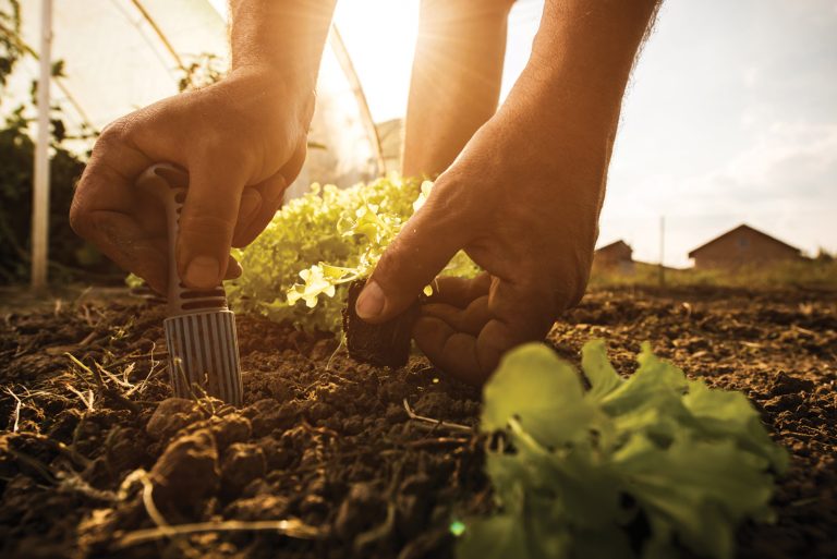 Planting