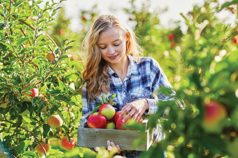 Young Farmer picking apples
