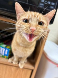 Apple, the tabby cat