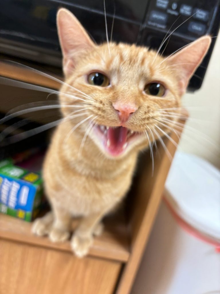 Apple, the tabby cat