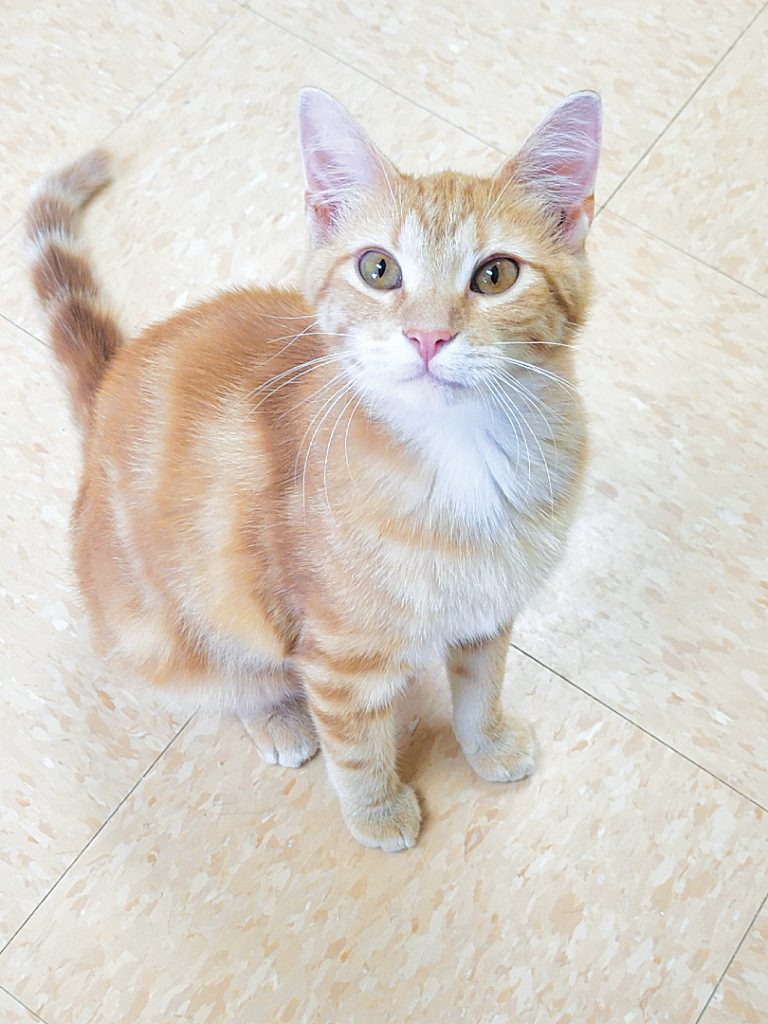 Pet of the Week, Blizzard, cat.