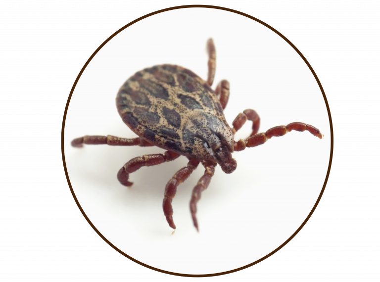 Tick
