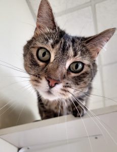 Glenda the cat
