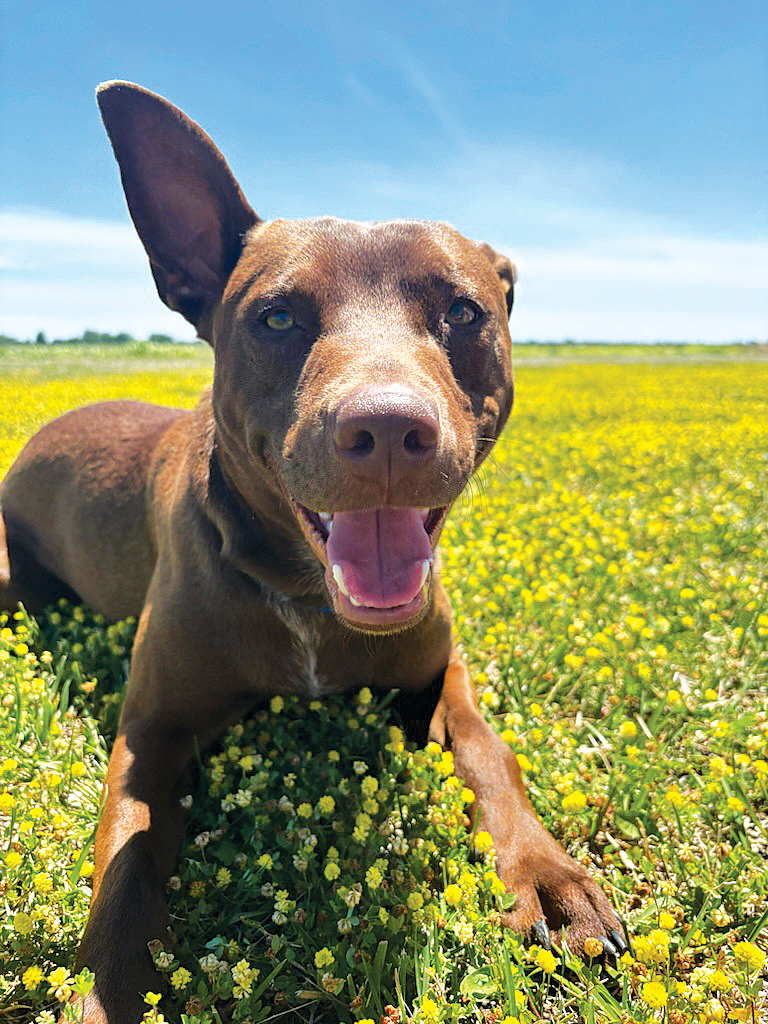 Fistro, Chocolate lab mix, dog.