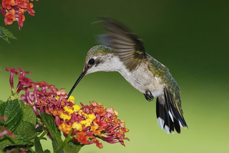 Hummingbird