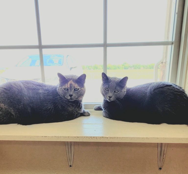 Frankie (left) & Charly, Cats, Pet of the week,