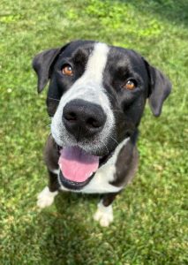 Diesel, the dog