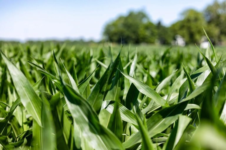 In Illinois, USDA estimates farmers planted 10.9 million acres of corn this season, down 300,000 acres from last year, and 10.7 million acres of beans, up 350,000 from 2023. (Photo by Catrina Rawson of FarmWeek)