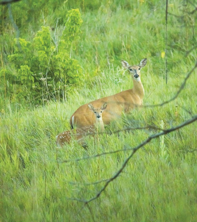 Oh look, deer! A doe and fawn caught trotting through the grassy field in Jim Edgar Panther Creek State Fish and Wildlife Area. Be on the look out for the Jim Edgar Panther Creek Guide coming out within the next couple of months! Photo by Kaitlyn Copley