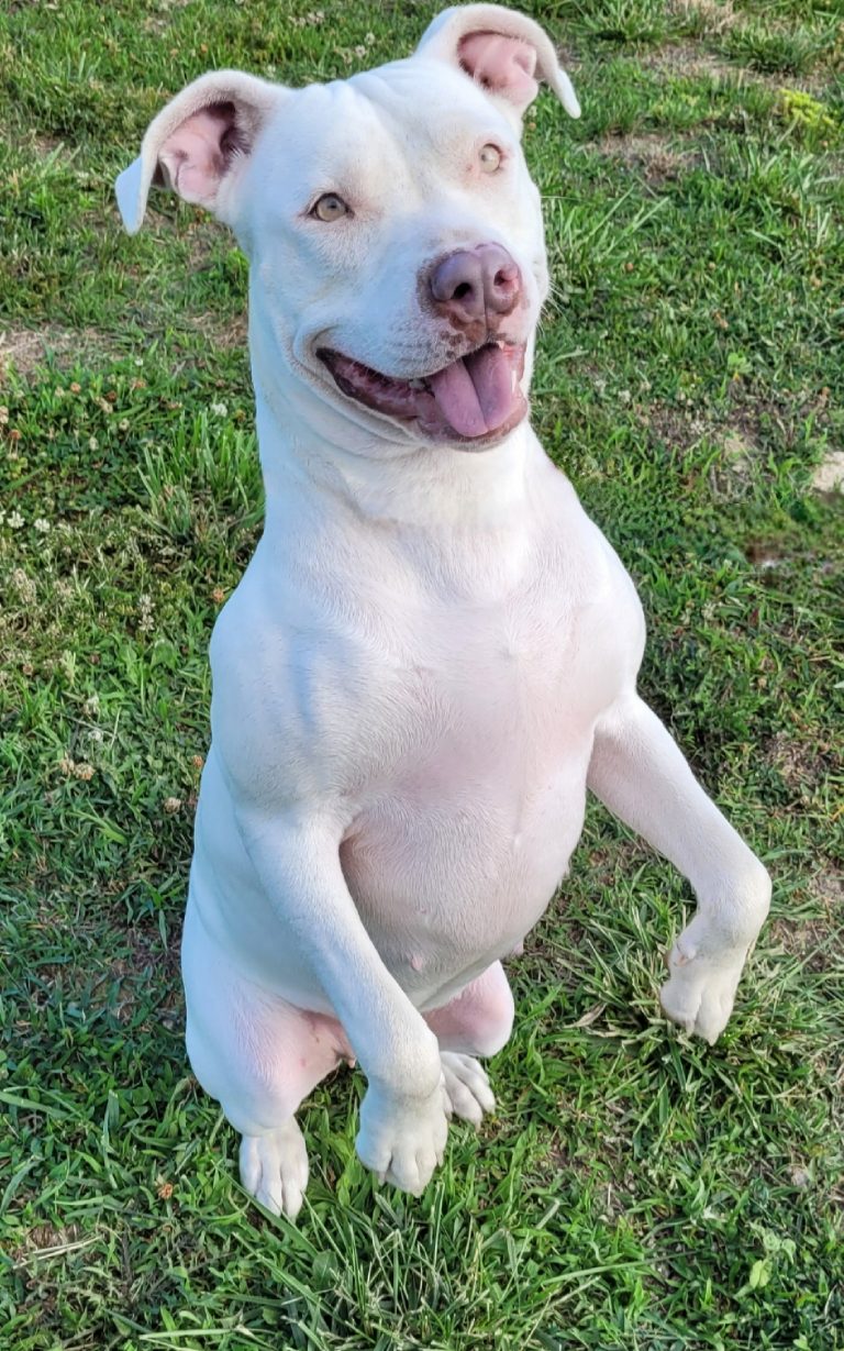 Nova, a white dog