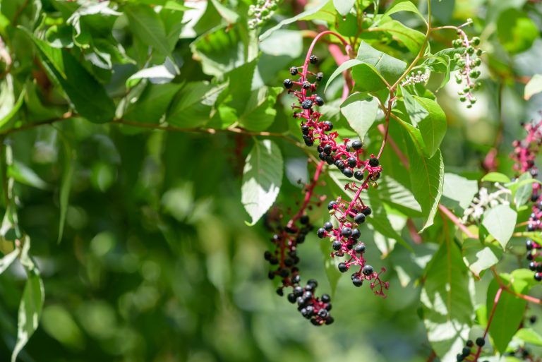 American pokeweed