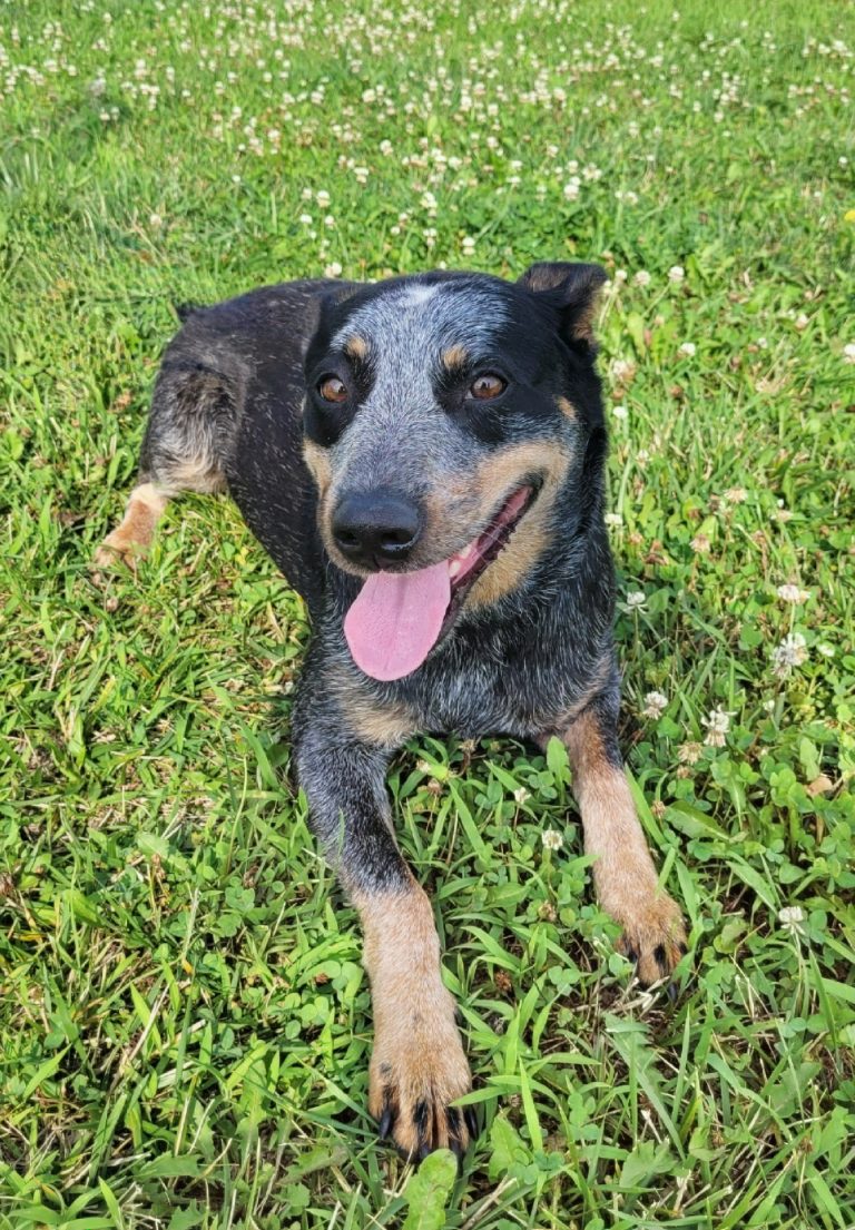 Ruthie the Dog
