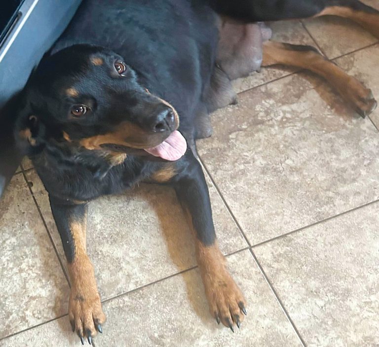 Penny, the Rottweiler.
