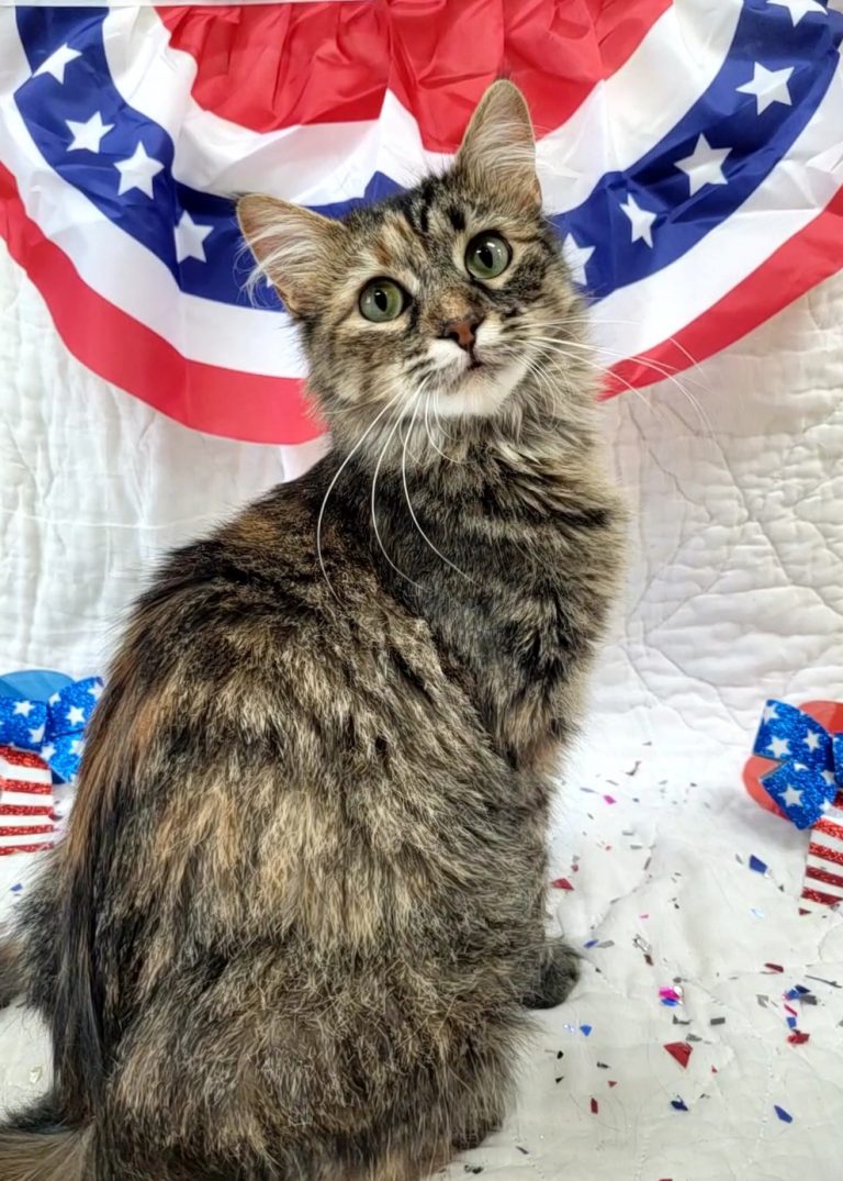 Liberty, the cat.