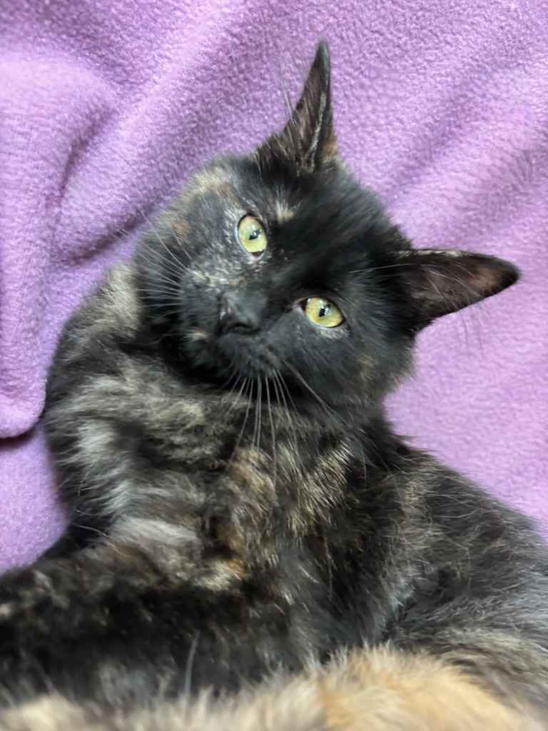 Cleo, the Cat