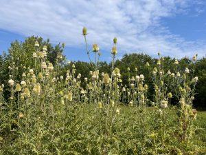 Teasel