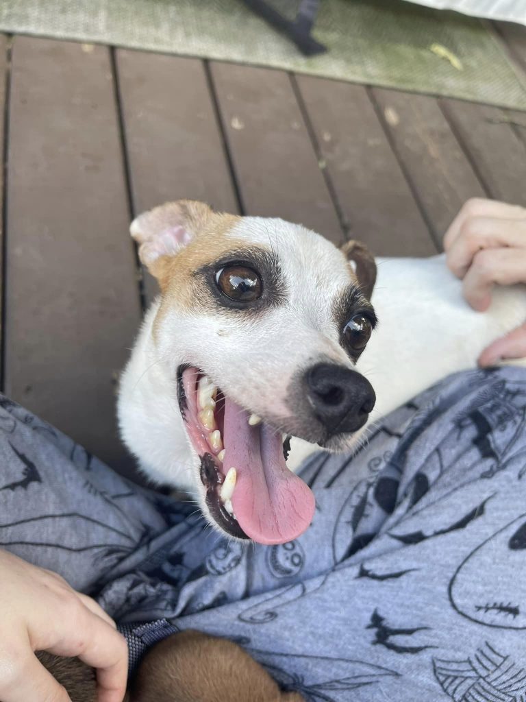 Sadona the Dog