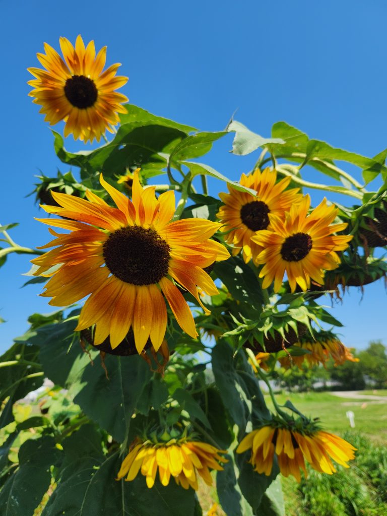 “Advice from a sunflower. Be bright, sunny, and positive. Know your roots. Spread seeds of happiness. Rise, shine, and hold your head up high. Keep on growing. Even on the darkest days, stand tall and find the sunlight.” – Unknown Photo by Jaime Chapman