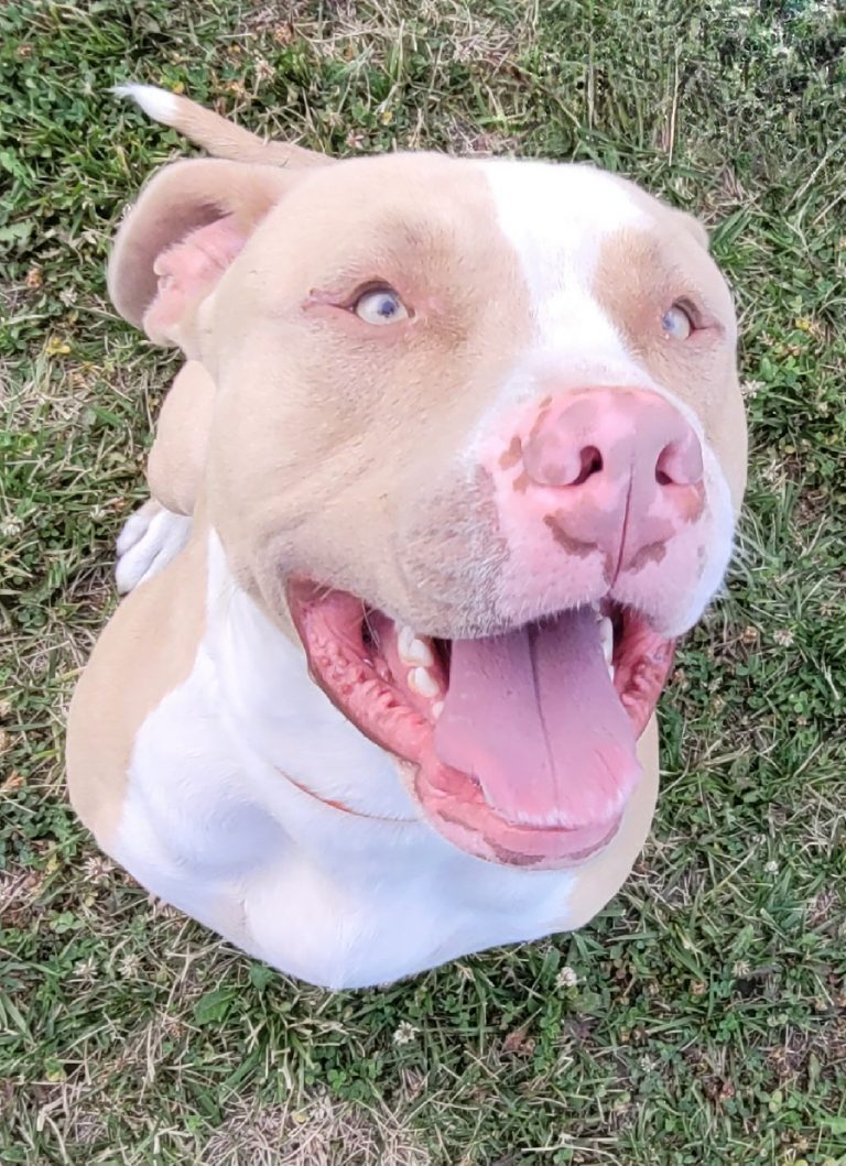 Kane, the dog