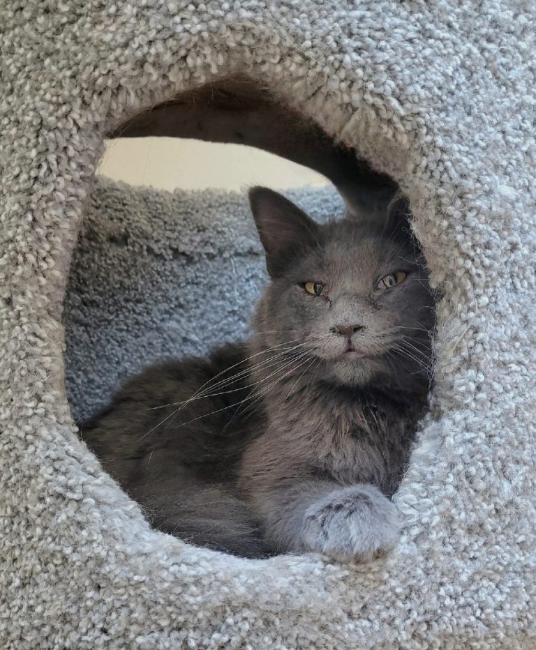Stormy the Cat